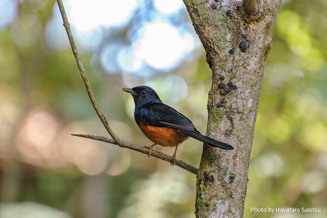 アカハラシキチョウ（Copsychus malabaricus）