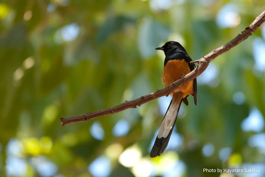 アカハラシキチョウ（Copsychus malabaricus）