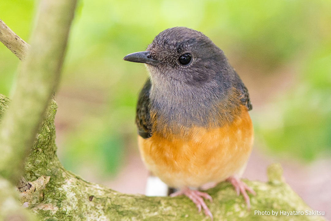 アカハラシキチョウ（Copsychus malabaricus）