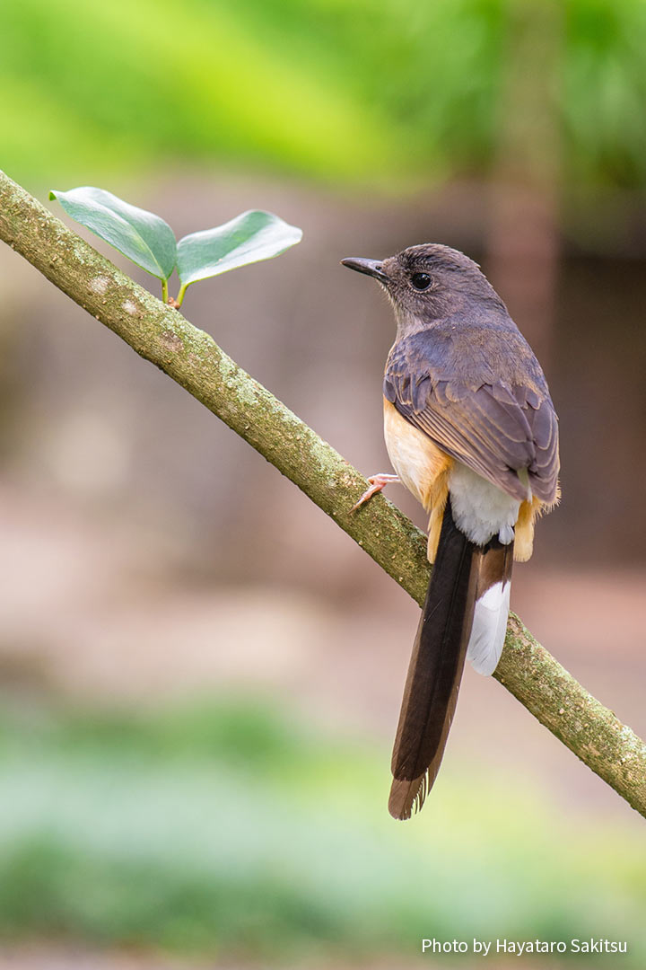 アカハラシキチョウ（Copsychus malabaricus）