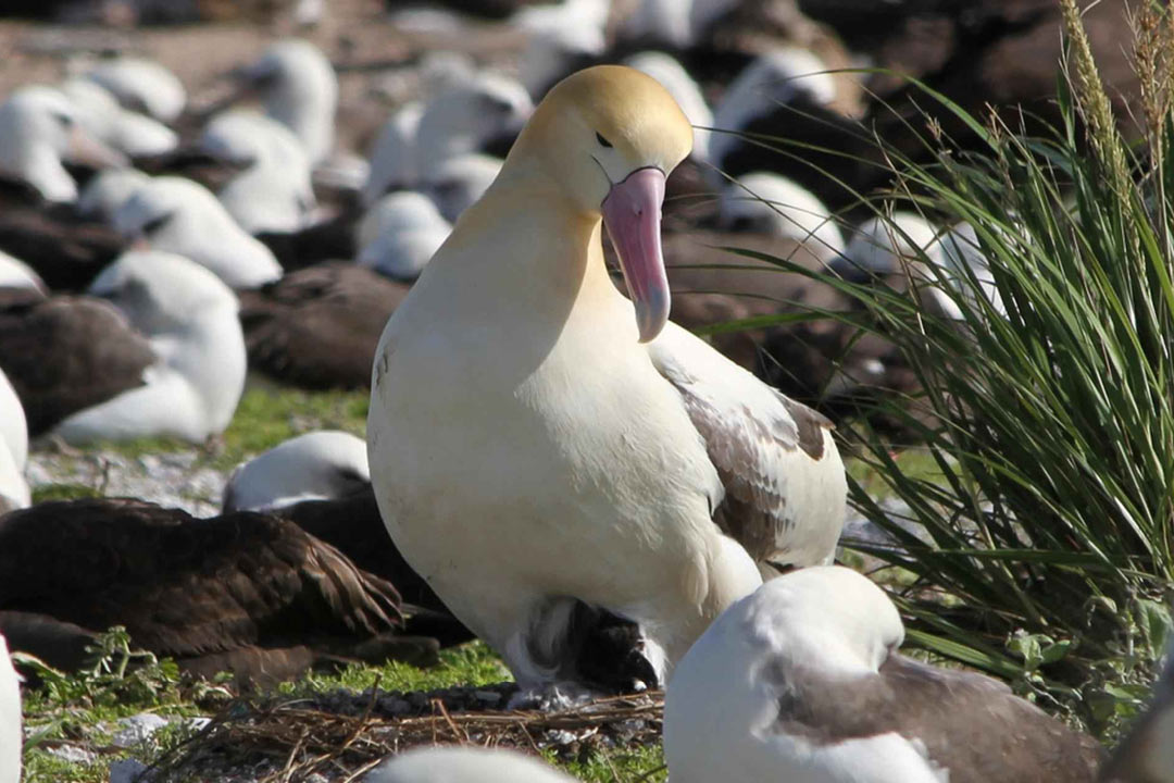 アホウドリ（Phoebastria albatrus）