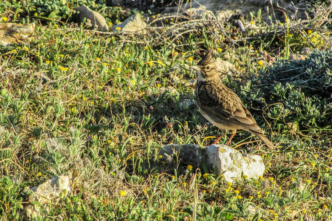 ヒバリ（Alauda arvensis）