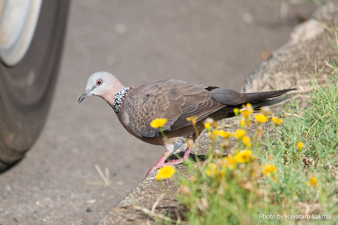 カノコバト（Streptopelia chinensis）