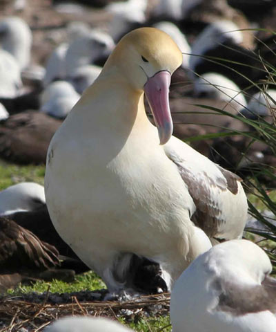 アホウドリ