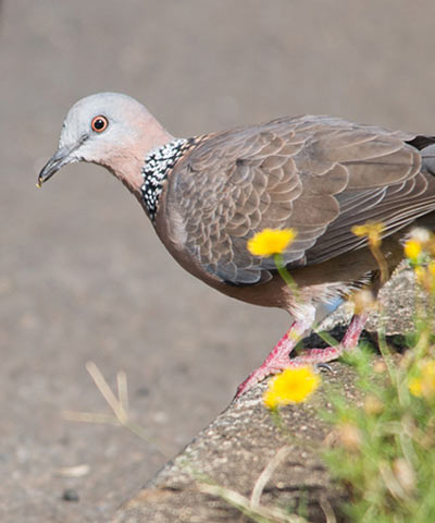 カノコバト