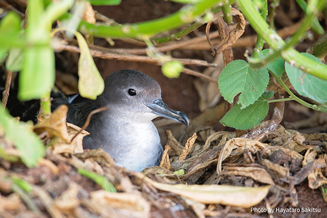 ウアウ・カニ（オナガミズナギドリ、Ardenna pacifica）