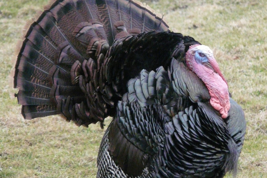 シチメンチョウ（Meleagris gallopavo）