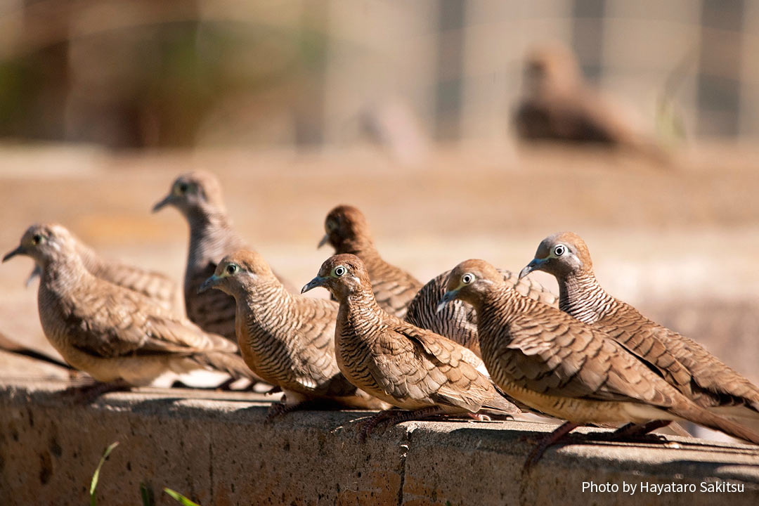 チョウショウバト アヌヘア ハワイの花 植物 野鳥図鑑 Zebra Dove Geopelia Striata