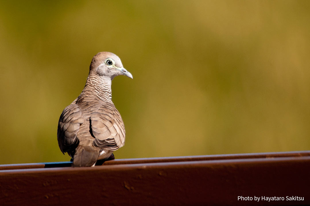 チョウショウバト（Geopelia striata）