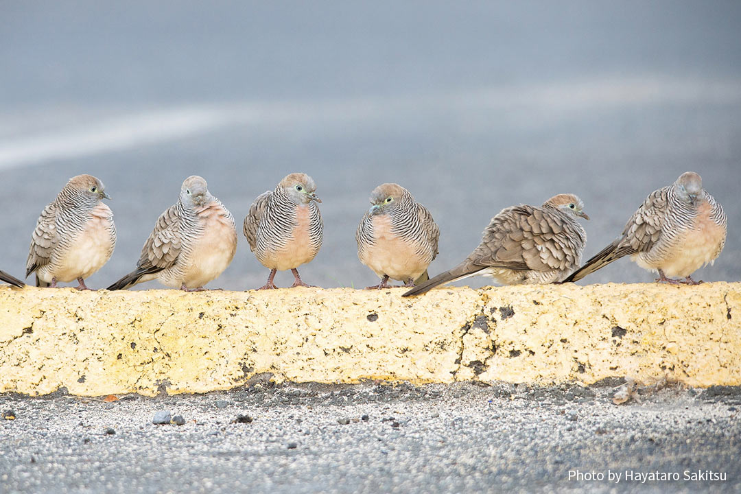 チョウショウバト(Geopelia striata)