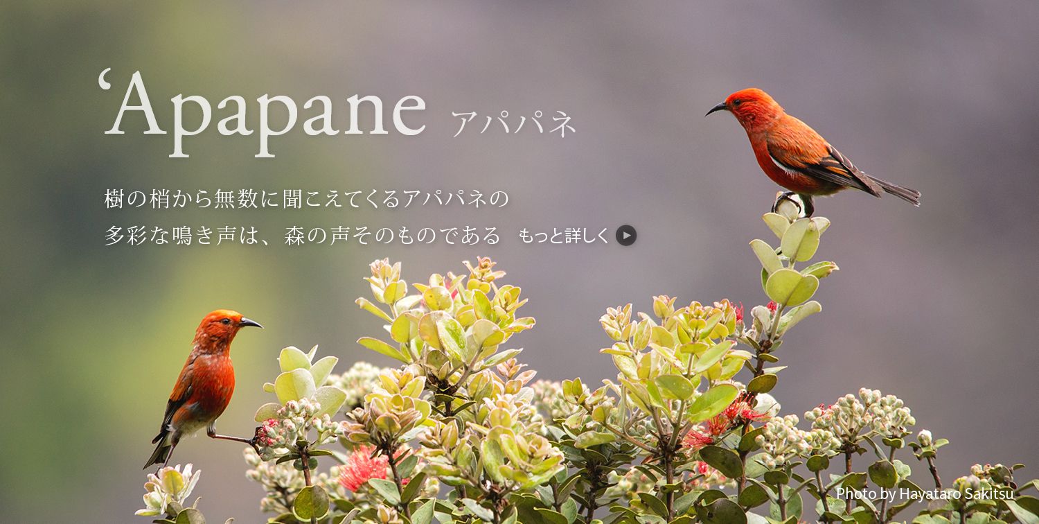 アパパネ（アカハワイミツスイ）Himatione sanguinea