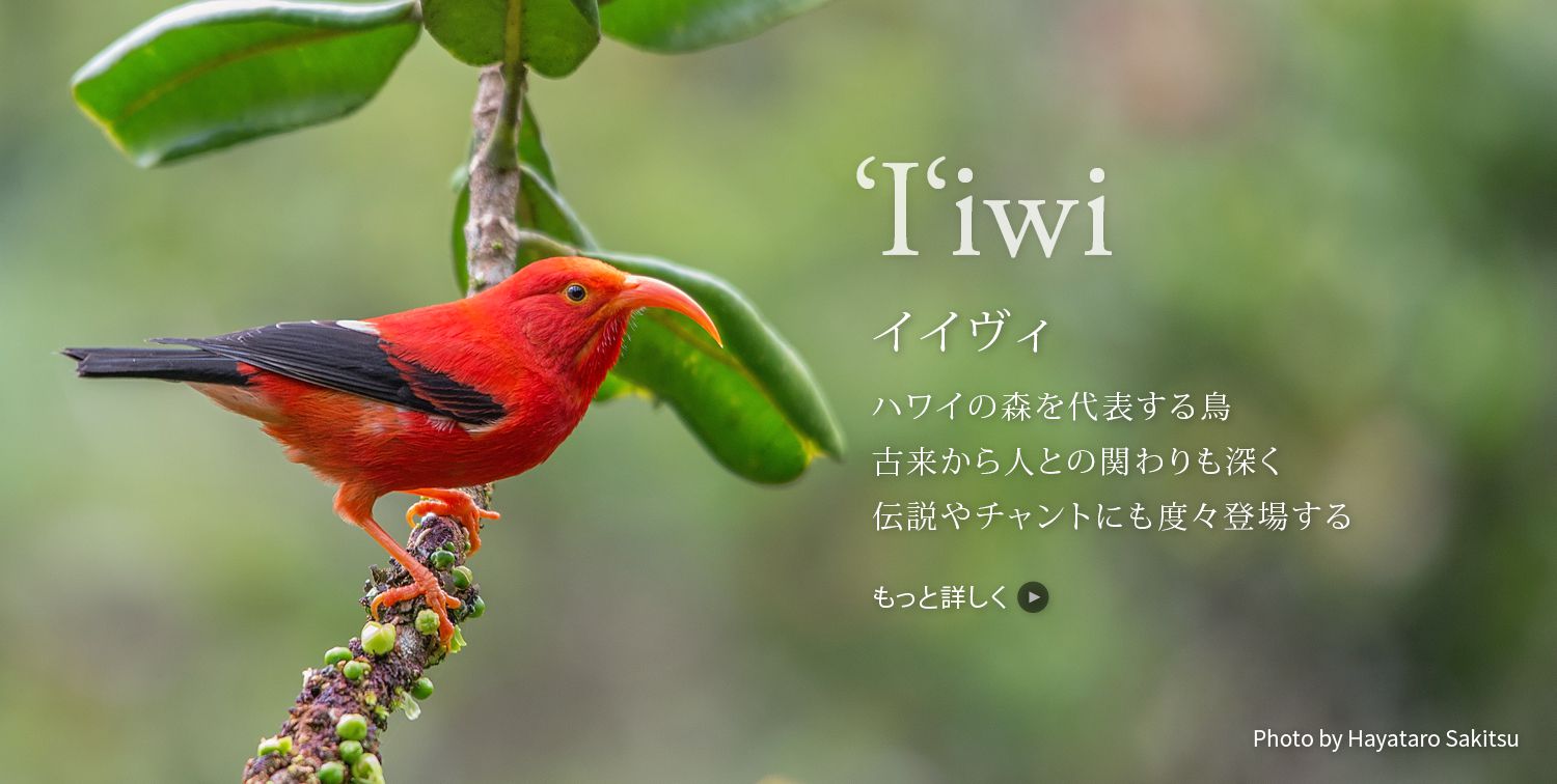 アヌヘア ハワイの花 植物 野鳥図鑑 Flowers Plants Birds Of Hawaii Anuhea