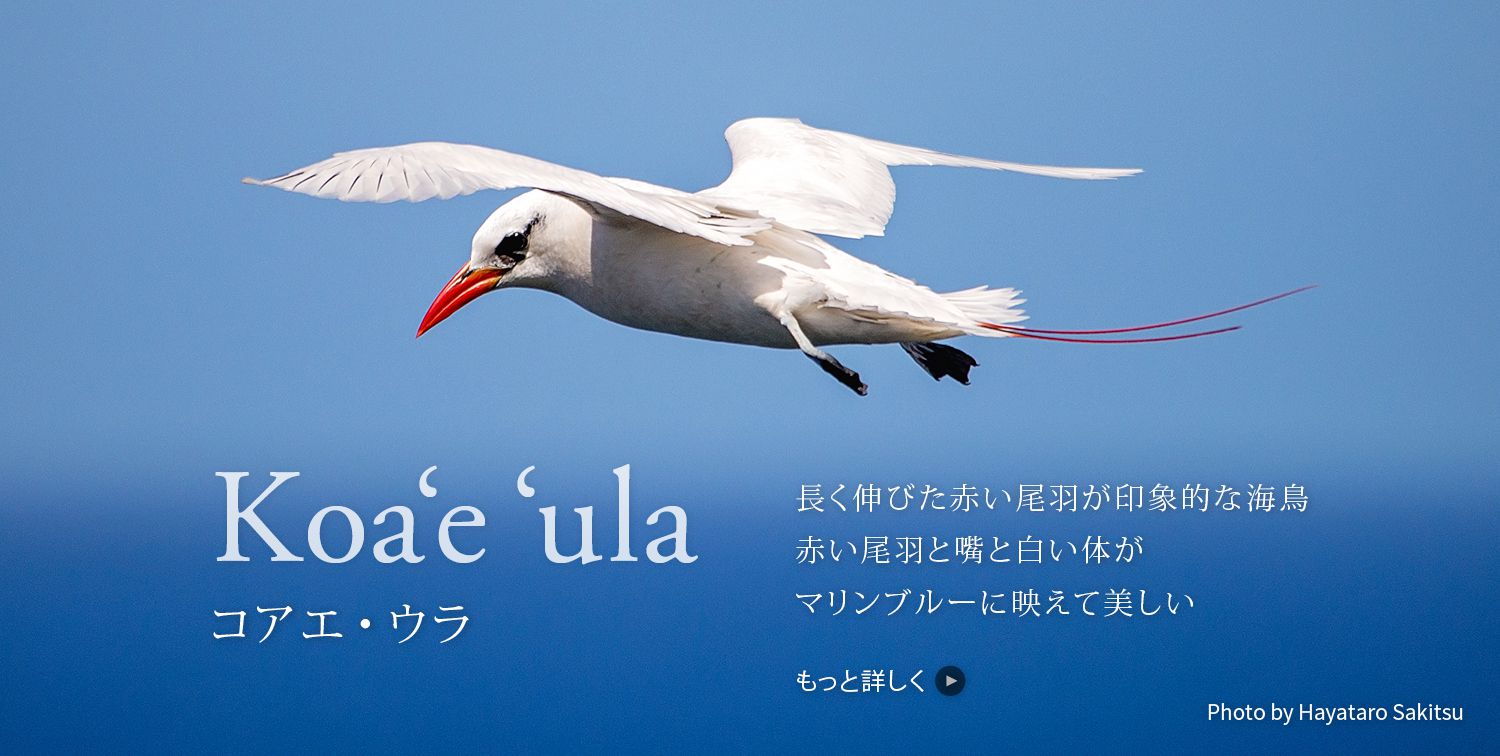 コアエ ウラ アカオネッタイチョウ アヌヘア ハワイの花 植物 野鳥図鑑 Koae Ula Or Red Tailed Tropicbird Phaethon Rubricauda