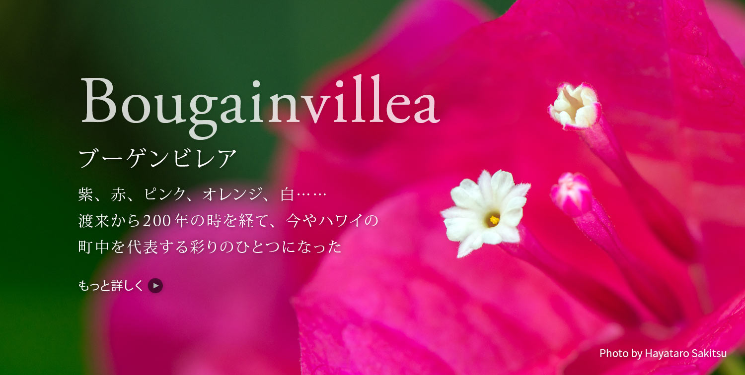 ブーゲンビレア bougainvillea