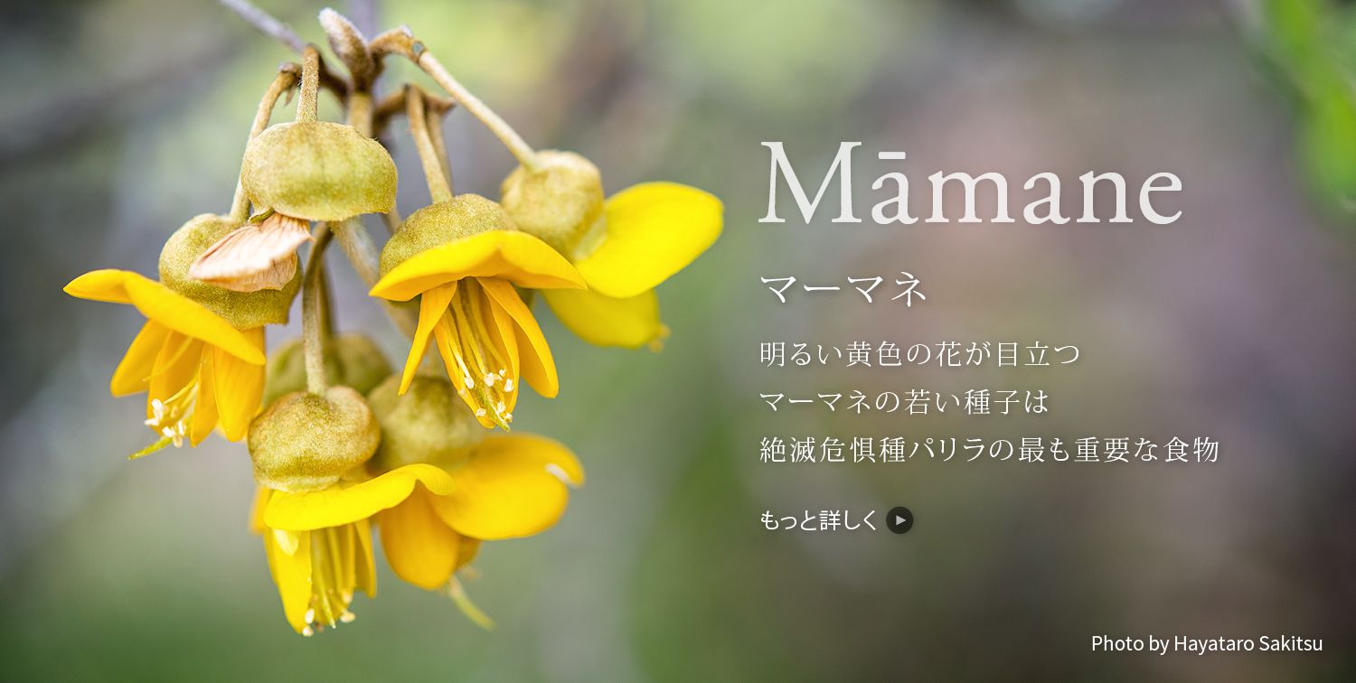 マーマネ（ママネ）Sophora chrysophylla