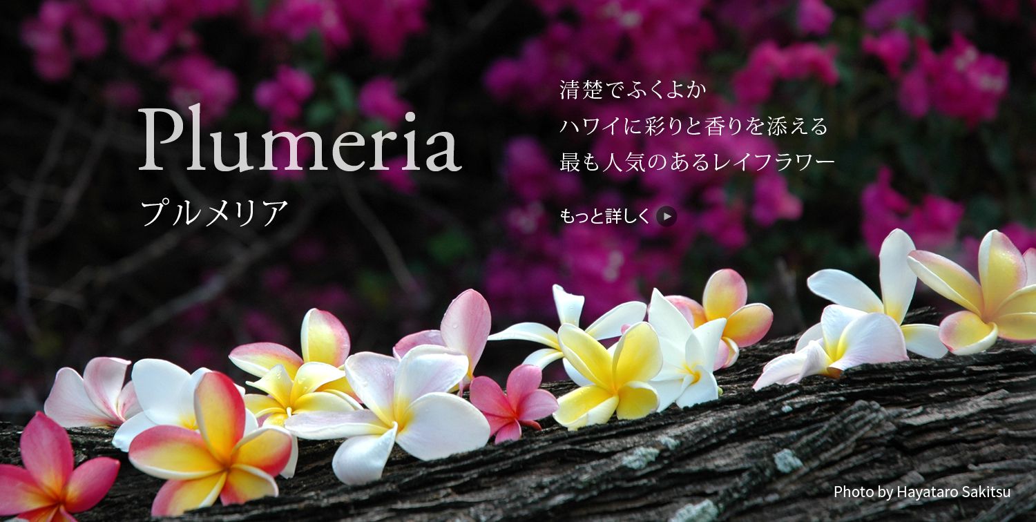 プルメリア plumeria