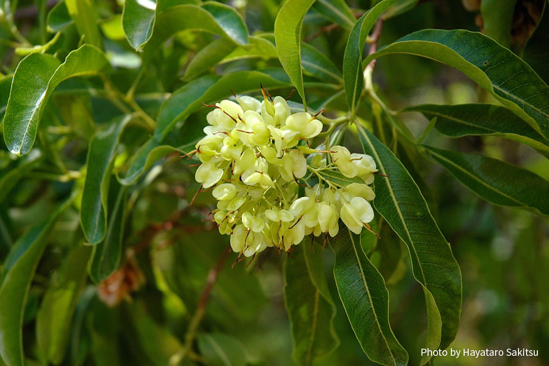 アアリイ(Dodonaea viscosa)実
