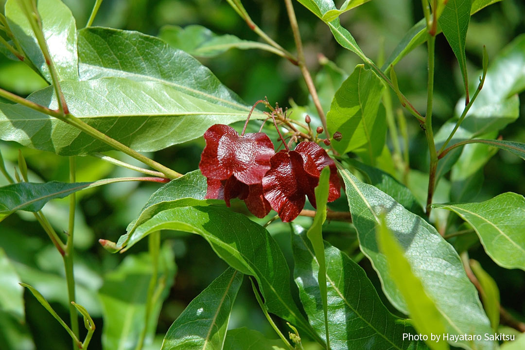 アアリイ(Dodonaea viscosa)実