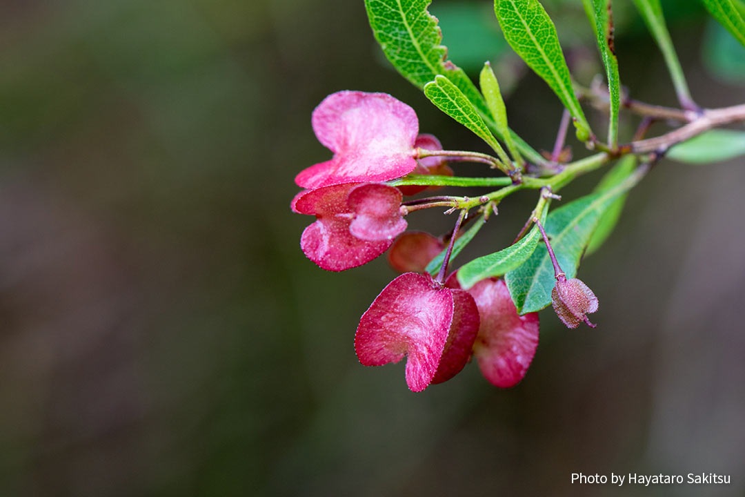 アアリイ | アヌヘア：ハワイの花・植物・野鳥図鑑 | aalii (Dodonaea viscosa)