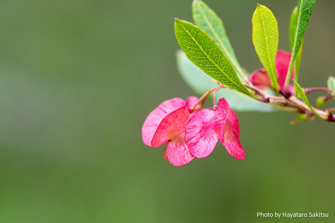 アアリイ(Dodonaea viscosa)実
