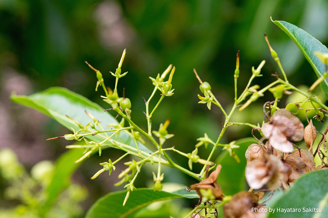 アアリイ(Dodonaea viscosa)雌花