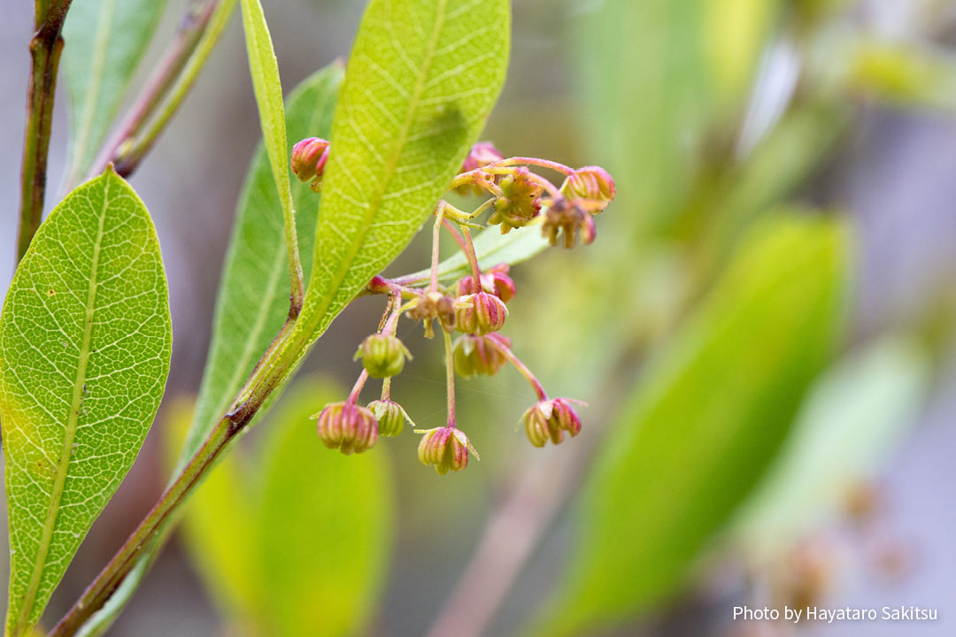 アアリイ（Dodonaea viscosa）雄花