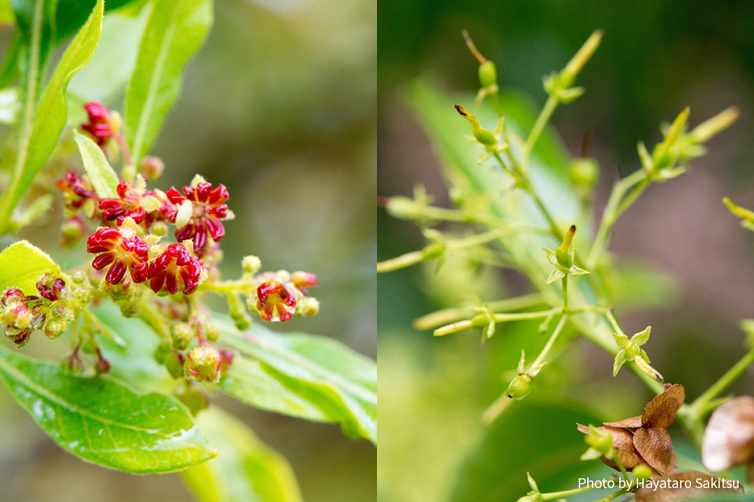 アアリイの雄花(左)と雌花(右)