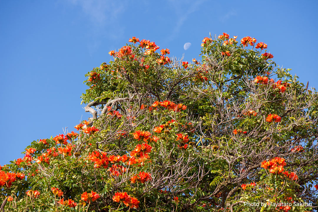 カエンボク（Spathodea campanulata）