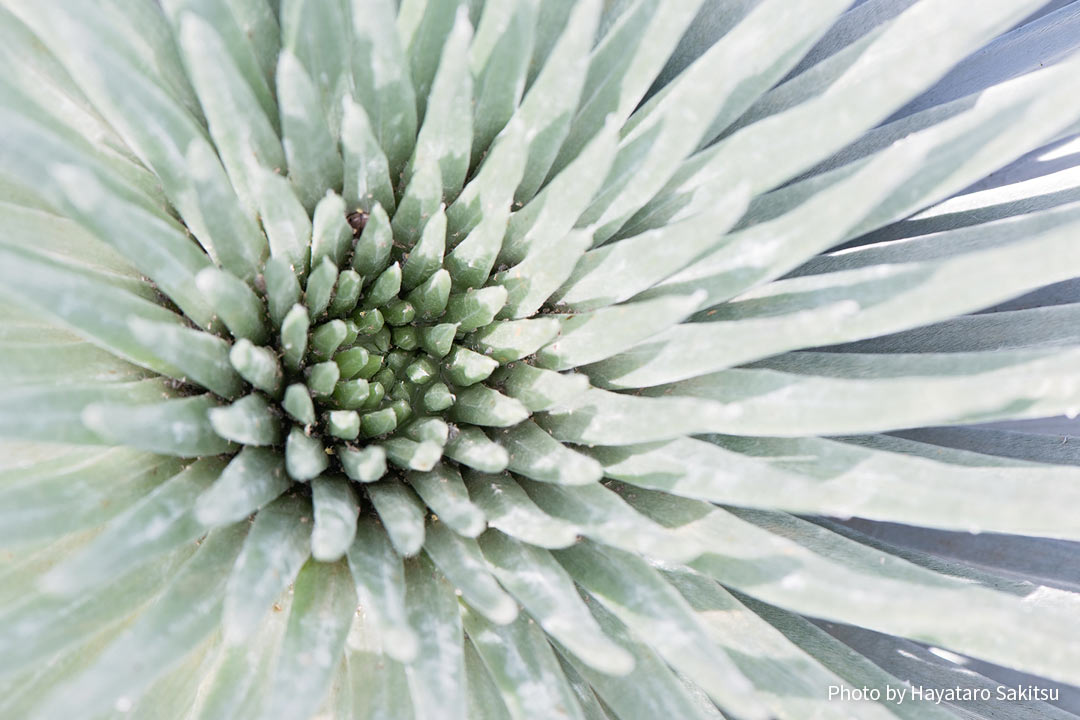 アーヒナヒナ(シルバーソード 、銀剣草、Argyroxiphium sandwicense)