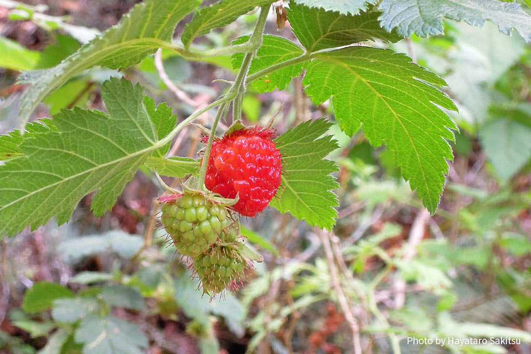 アーカラ（ハワイアン・ラズベリー、Rubus hawaiensis）