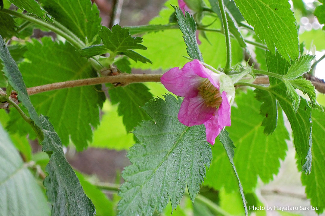 アーカラ（ハワイアン・ラズベリー、Rubus hawaiensis）