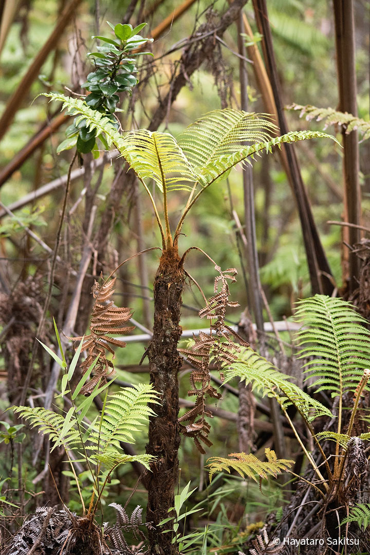 アマウ（Sadleria cyatheoides）