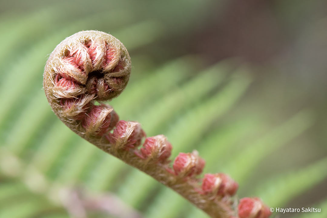 アマウ（Sadleria cyatheoides）
