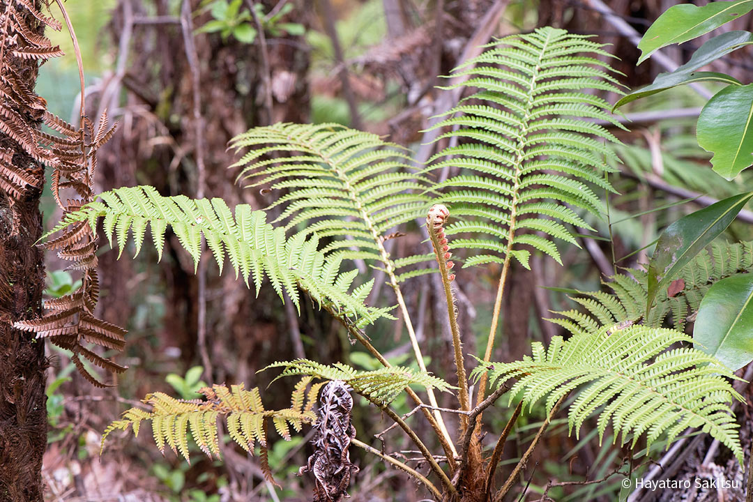 アマウ（Sadleria cyatheoides）