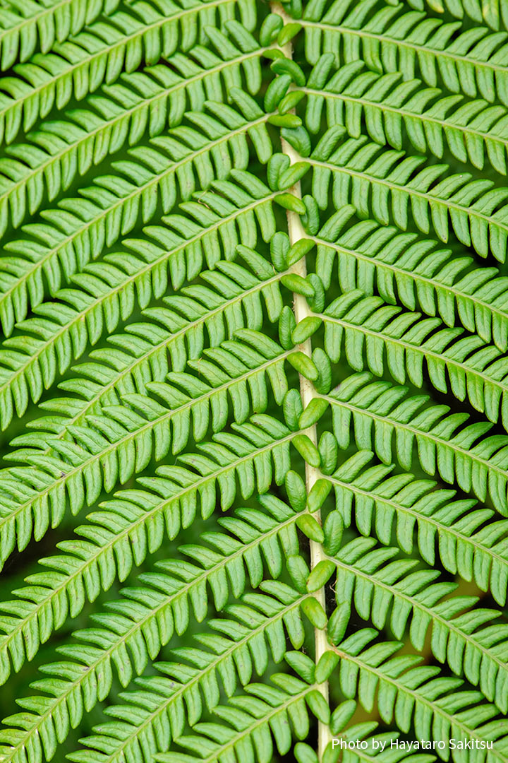 アマウ（Sadleria cyatheoides）