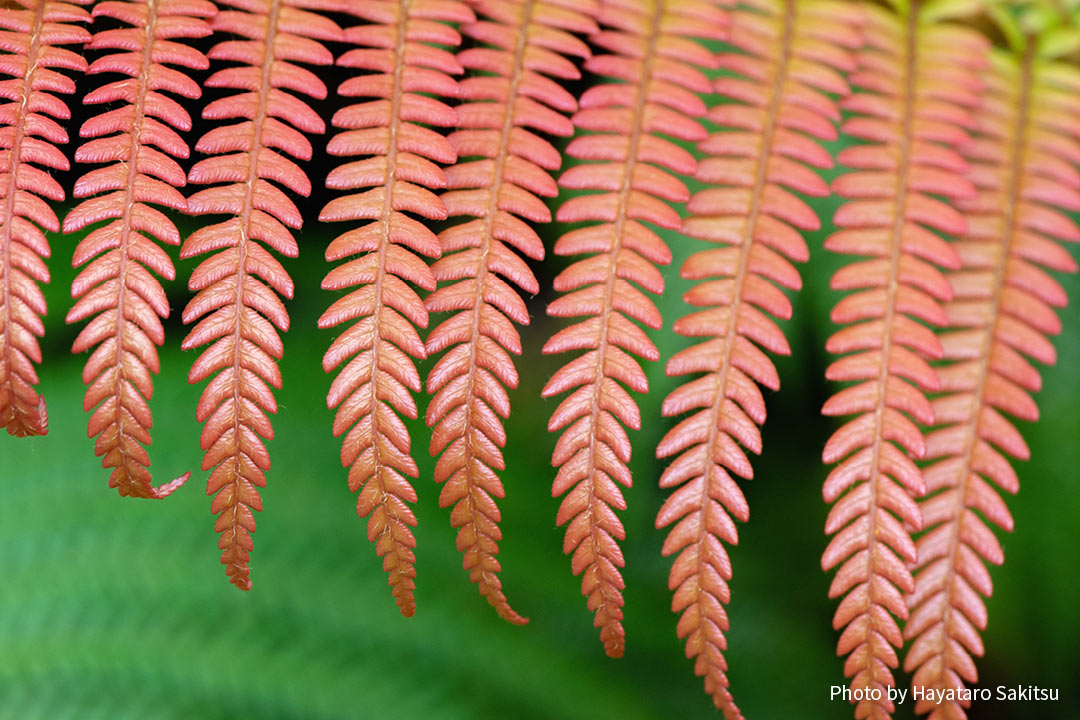 アマウ（Sadleria cyatheoides）