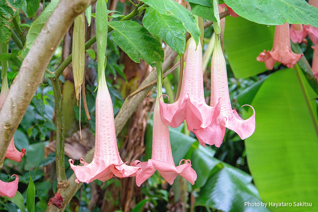 エンジェルストランペット ナーナーホヌア アヌヘア ハワイの花 植物 野鳥図鑑 Angel S Trumpet Brugmansia Spp