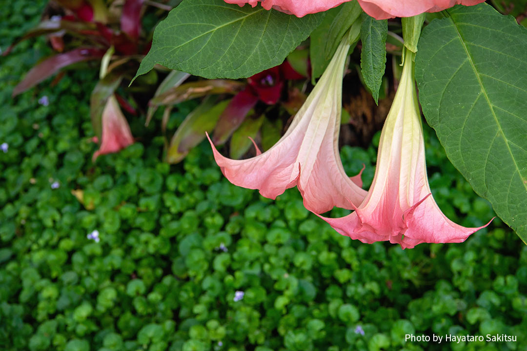 エンジェルストランペット ナーナーホヌア アヌヘア ハワイの花 植物 野鳥図鑑 Angel S Trumpet Brugmansia Spp