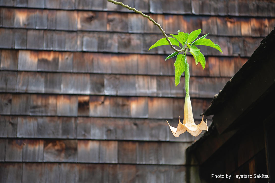 エンジェルストランペット（Brugmansia sp.）