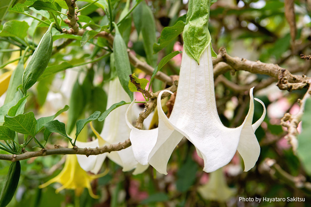 エンジェルストランペット（Brugmansia sp.）