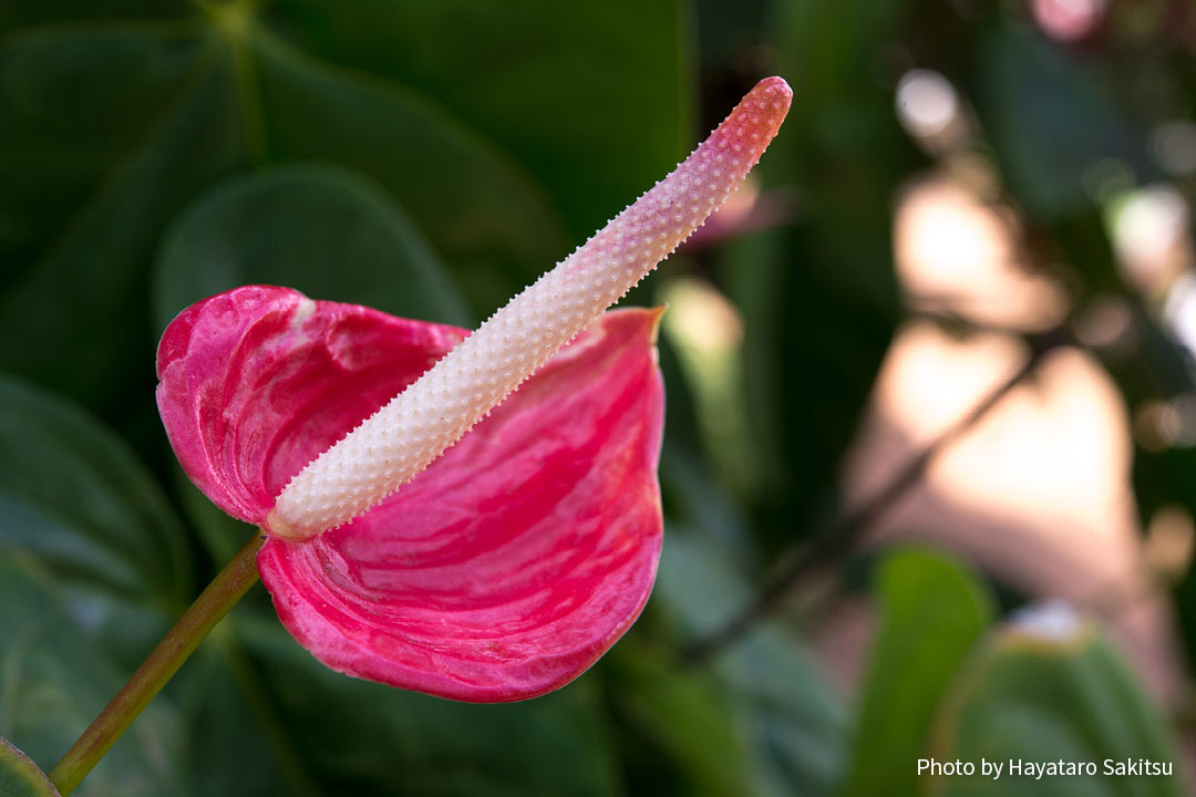 アンスリウム アヌヘア ハワイの花 植物 野鳥図鑑 Anthurium