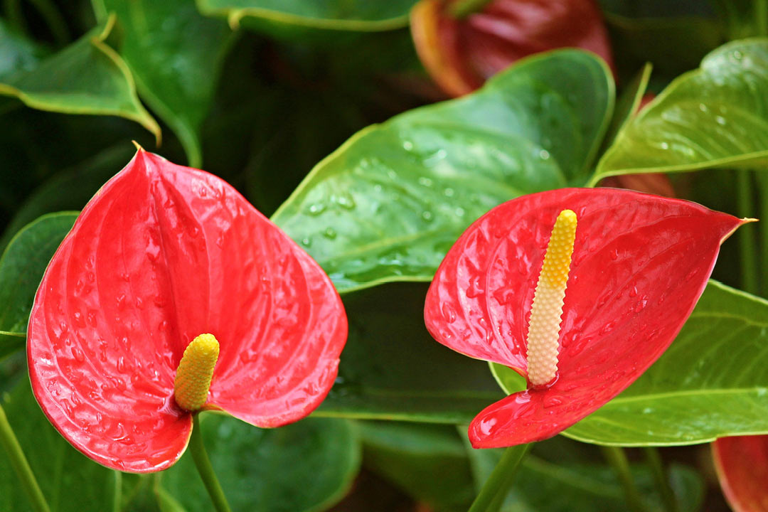 アンスリウム Anthurium spp.