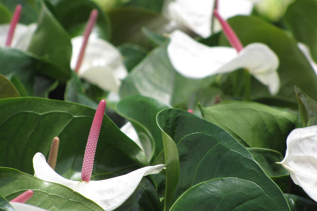 アンスリウム アヌヘア ハワイの花 植物 野鳥図鑑 Anthurium