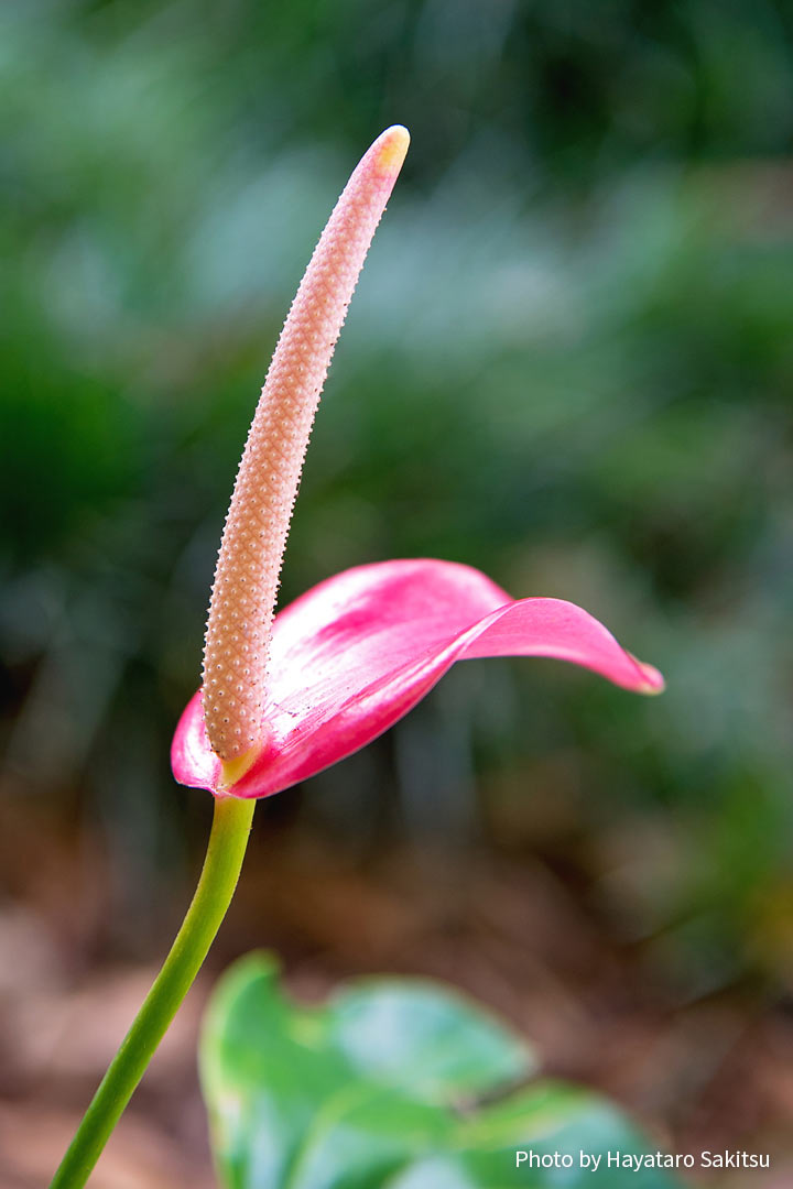 アンスリウム『レディ・ジェーン』 Anthurium cv. Lady Jane