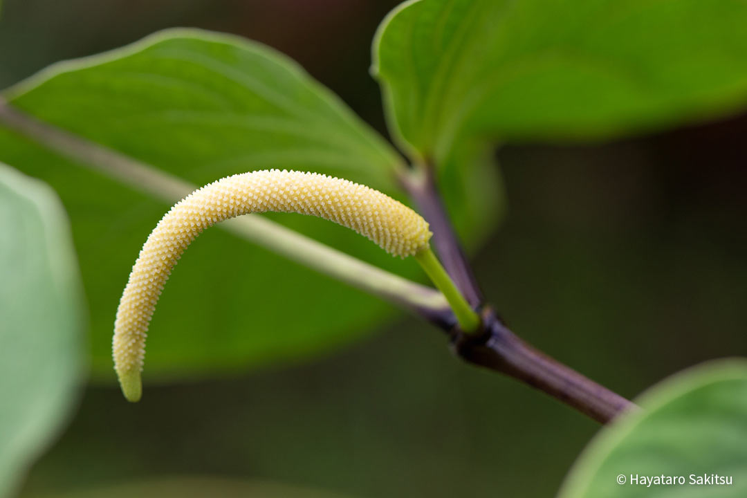 アヴァ（カヴァ、Piper methysticum）