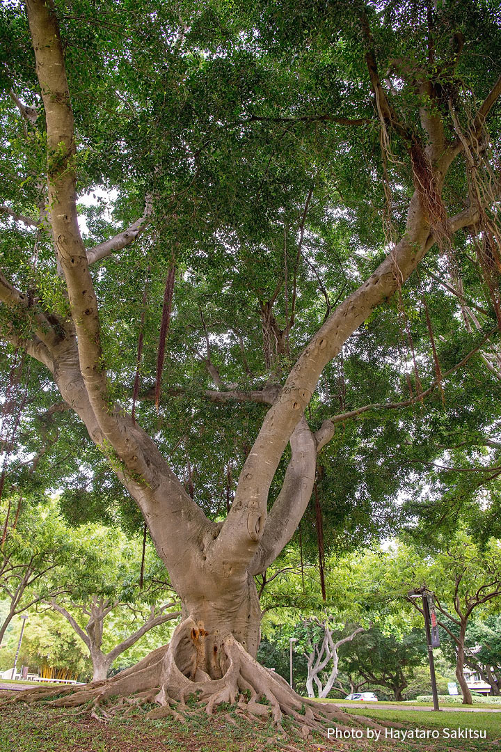 チャイニーズバニヤン ガジュマル アヌヘア ハワイの花 植物 野鳥図鑑 Chinese Banyan Ficus Microcarpa