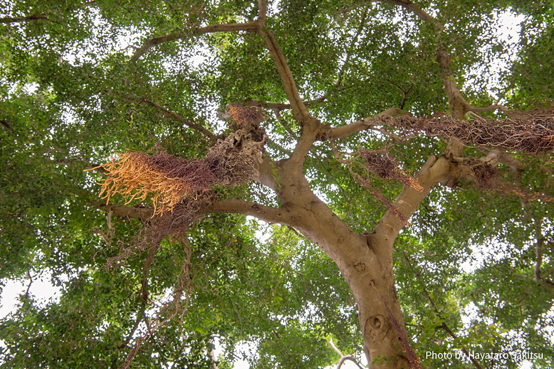 チャイニーズバニヤン ガジュマル アヌヘア ハワイの花 植物 野鳥図鑑 Chinese Banyan Ficus Microcarpa