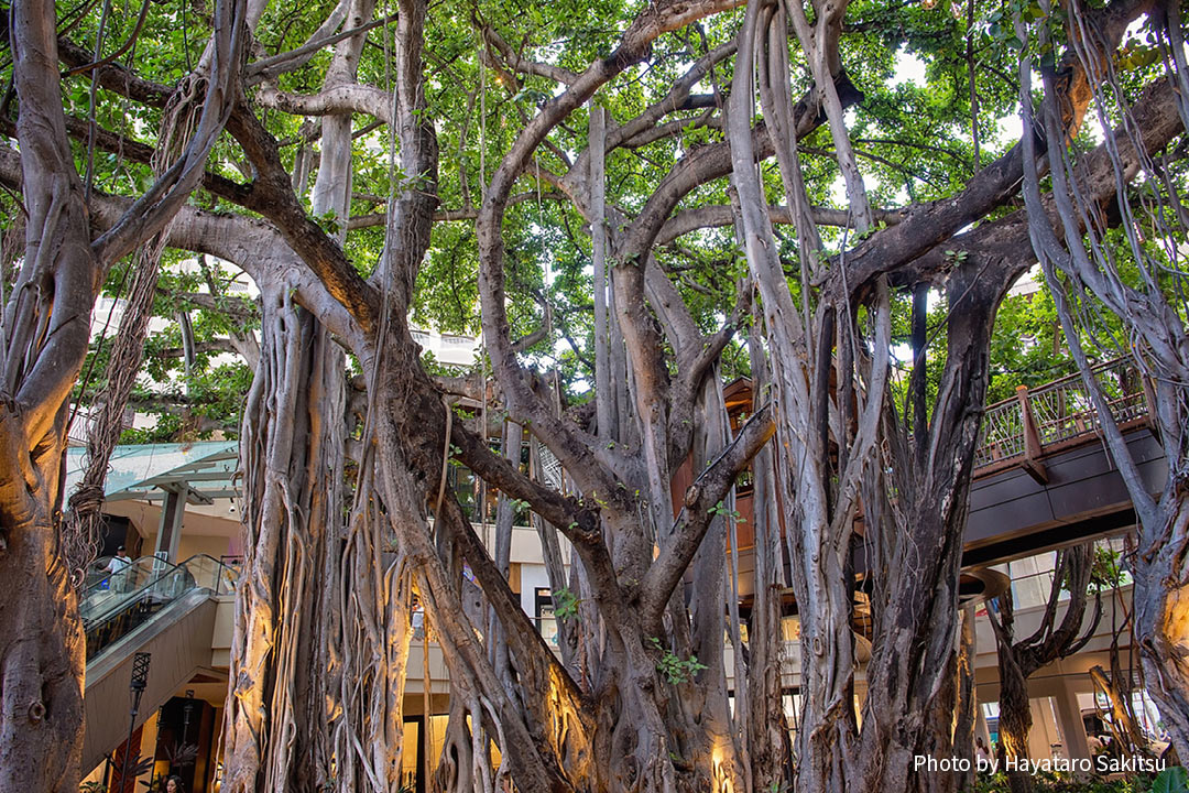 インディアンバニヤン ベンガルボダイジュ アヌヘア ハワイの花 植物 野鳥図鑑 Indian Banyan Ficus Benghalensis