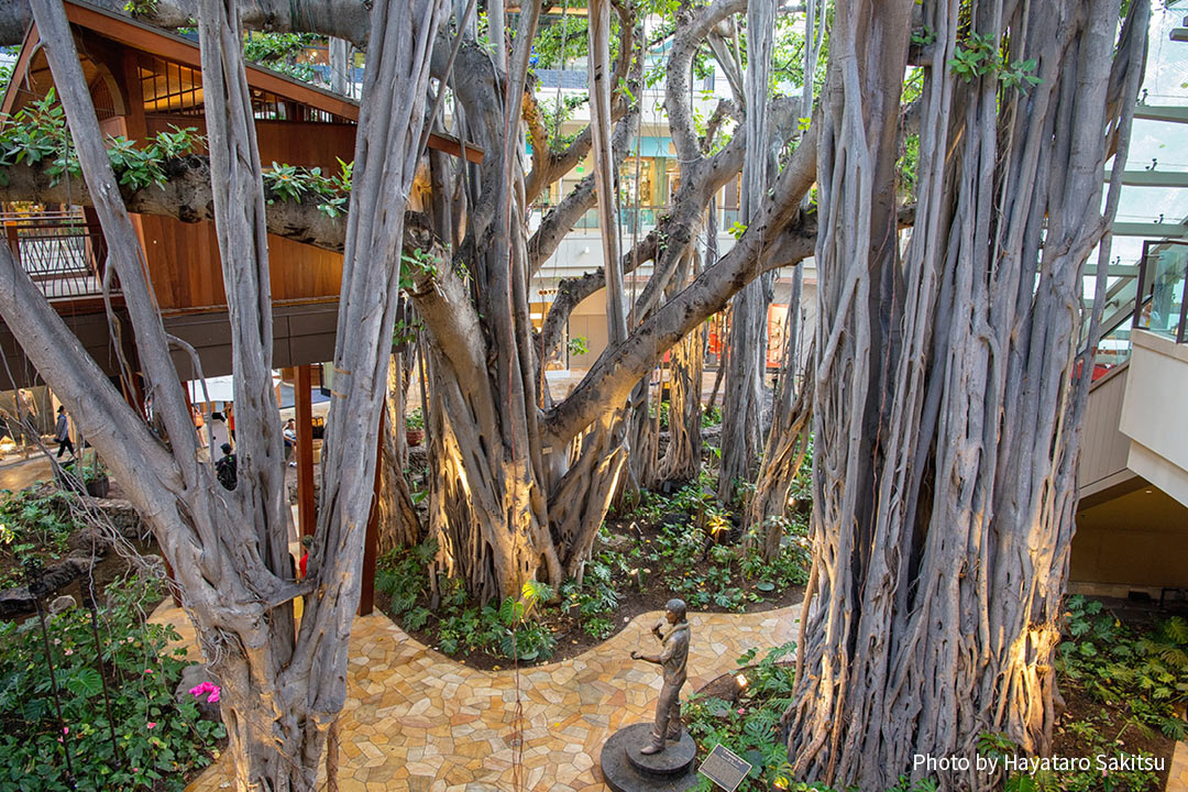 インディアンバニヤン ベンガルボダイジュ アヌヘア ハワイの花 植物 野鳥図鑑 Indian Banyan Ficus Benghalensis