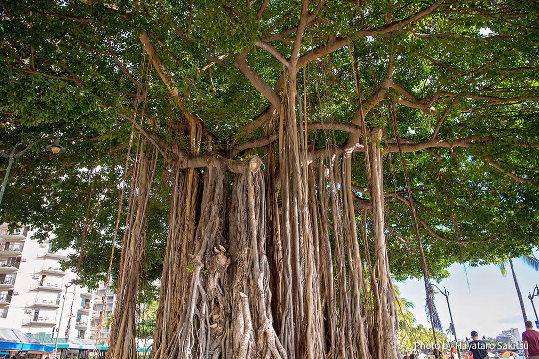 インディアンバニヤン ベンガルボダイジュ アヌヘア ハワイの花 植物 野鳥図鑑 Indian Banyan Ficus Benghalensis